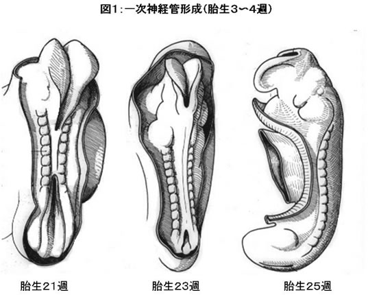 図1：一時神経管形成（胎生3〜4週）