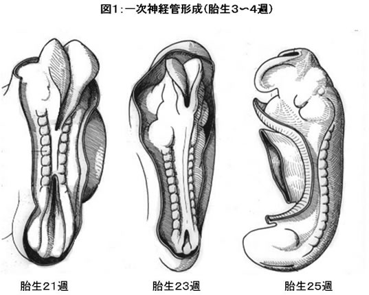 図1:一時神経管形成(胎生3〜4週)